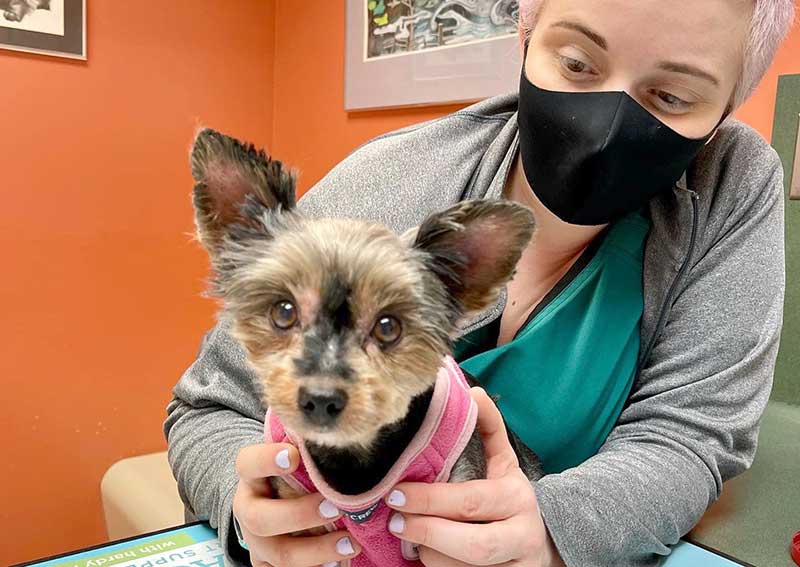 Dearborn Family Pet Care | Dearborn veterinarians