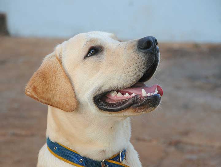 Pet Dental Care