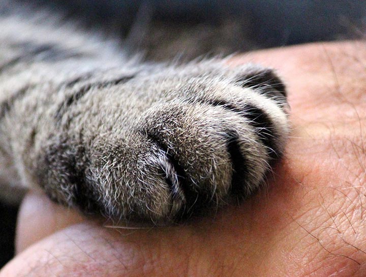 Dearborn Family Pet Care Veterinary Practice accredited in pet loss care