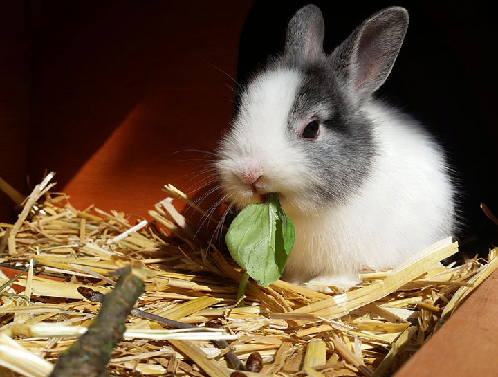 Dearborn Small Animal Veterinarian | Hamster Vet